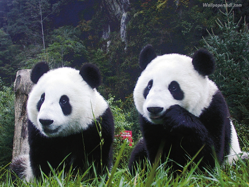 gay inbred from Edgar gay panda